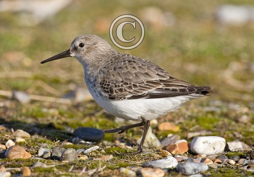 Dunlin DM1043
